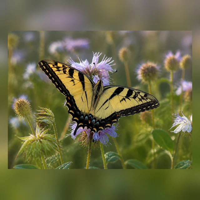 Butterfly resting on a wildflower