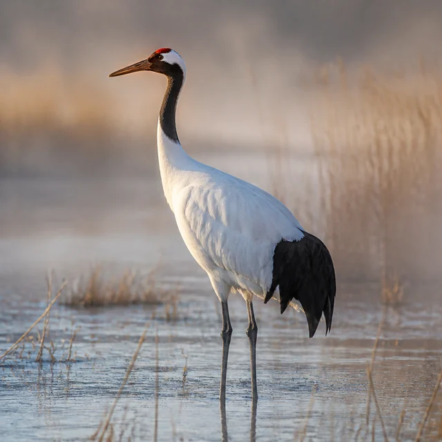 Red-crowned crane in a wetland