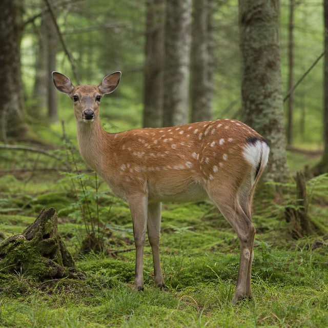 Sika deer in a natural woodland